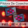 Píldora De Cosecha 15